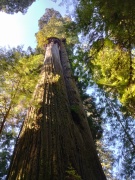 Jedediah-Smith-Redwoods-State-Park-32