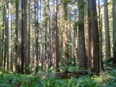 Jedediah-Smith-Redwoods-State-Park-33