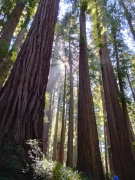 Jedediah-Smith-Redwoods-State-Park-34