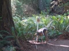 Jedediah-Smith-Redwoods-State-Park-35