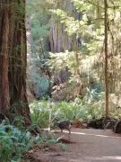 Jedediah-Smith-Redwoods-State-Park-36