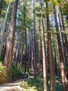 Jedediah-Smith-Redwoods-State-Park-37