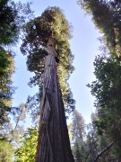 Jedediah-Smith-Redwoods-State-Park-38