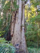 Jedediah-Smith-Redwoods-State-Park-39