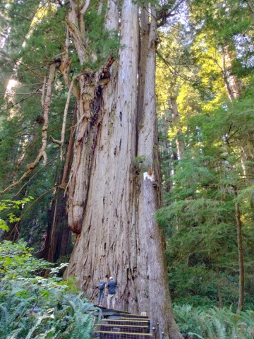 Jedediah-Smith-Redwoods-State-Park-39