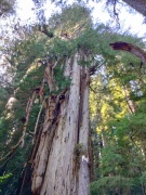 Jedediah-Smith-Redwoods-State-Park-39b