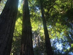 Jedediah-Smith-Redwoods-State-Park-40