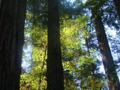 Jedediah-Smith-Redwoods-State-Park-41
