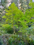 Jedediah-Smith-Redwoods-State-Park-42