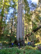 Jedediah-Smith-Redwoods-State-Park-43