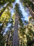 Jedediah-Smith-Redwoods-State-Park-43b