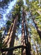 Jedediah-Smith-Redwoods-State-Park-44