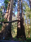 Jedediah-Smith-Redwoods-State-Park-44b