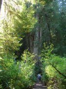 Jedediah-Smith-Redwoods-State-Park-45