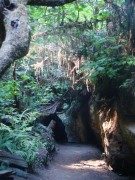 Jedediah-Smith-Redwoods-State-Park-46