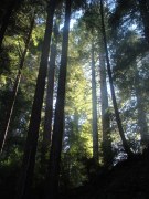 Jedediah-Smith-Redwoods-State-Park-47
