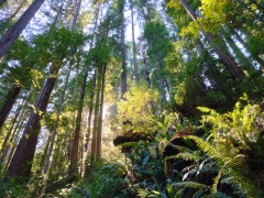 Jedediah-Smith-Redwoods-State-Park-48