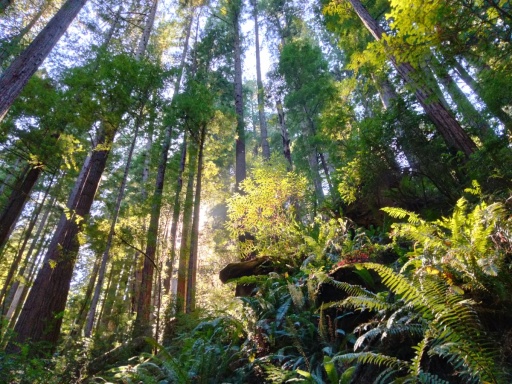 Jedediah-Smith-Redwoods-State-Park-48