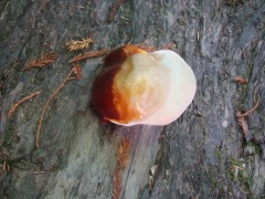 Jedediah-Smith-Redwoods-State-Park-49
