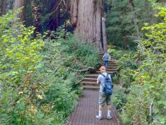Jedediah-Smith-Redwoods-State-Park-50