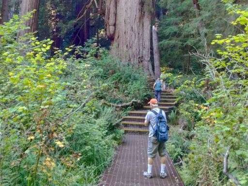 Jedediah-Smith-Redwoods-State-Park-50