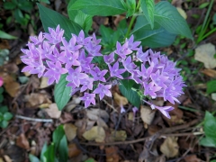 Penta - IMG_3541.JPG