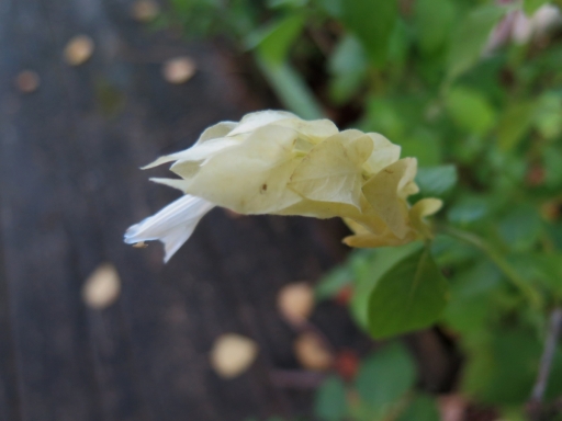 Shrimp Plant - IMG_3545.JPG