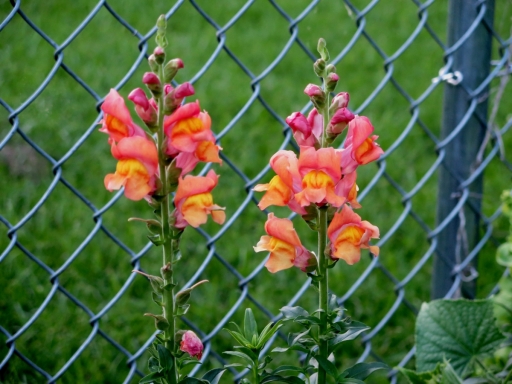 Snapdragons One - IMG_2883.JPG