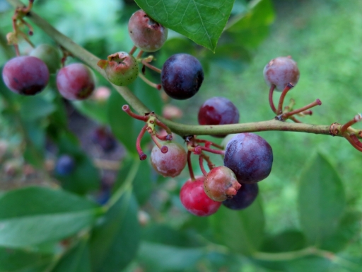 blueberries - IMG_3471.JPG