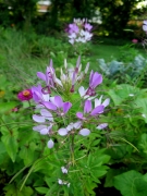 cleomes - IMG_3520.JPG