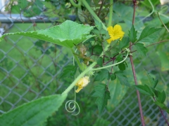 cucumber - 1 - IMG_3479.JPG