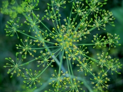 dill - IMG_3515.JPG