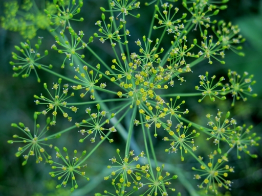 dill - IMG_3515.JPG