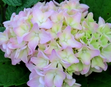hydrangea - 1 - IMG_3521.JPG