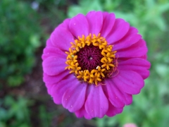 purple zinnia - 1 - IMG_3486.JPG