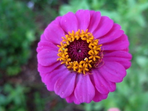purple zinnia - 1 - IMG_3486.JPG