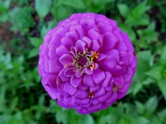 purple zinnia - 2 - IMG_3484.JPG