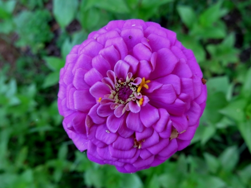 purple zinnia - 2 - IMG_3484.JPG