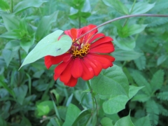 red zinnia - IMG_3492.JPG