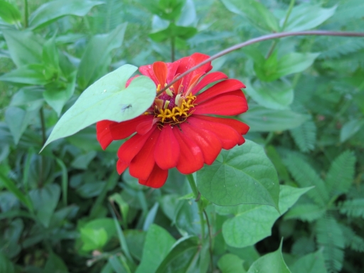 red zinnia - IMG_3492.JPG