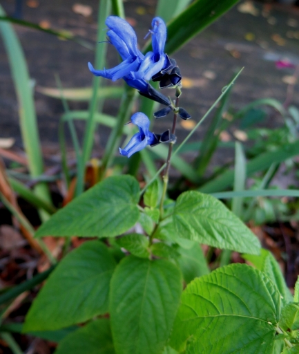 salvia - IMG_3532.JPG