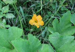 squash blossum - 1 - IMG_3514.JPG
