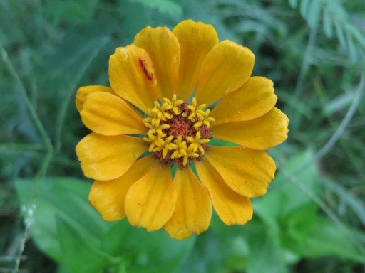 yellow zinnia - 2 - IMG_3512.JPG