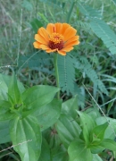 yellow zinnia - 3 - IMG_3513.JPG