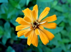 June 2015 Flowers