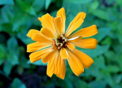 yellow zinnia - IMG_3491.JPG