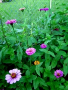 zinias - IMG_3504.JPG