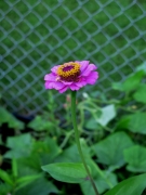 zinnia - 2 - IMG_3508.JPG