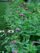 zinnia crop - 3 -IMG_3498.JPG