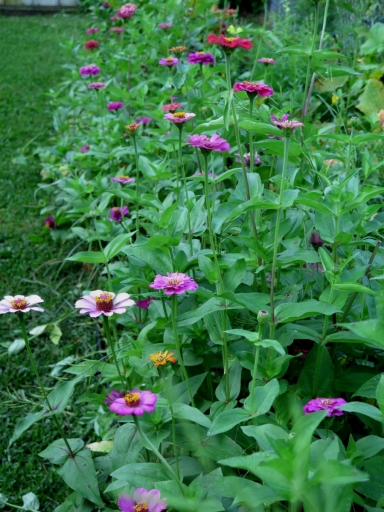 zinnia crop - 3 -IMG_3498.JPG